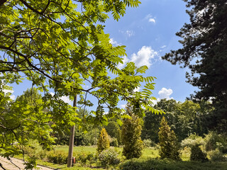 Green Tree Branch with Compound Leaves Over Park Landscape Blue Sky