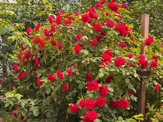 Vibrant Red Rose Bush Blooming in Summer Garden Natural Setting