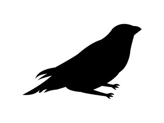 silhouette of a bird vector isolated on white background 