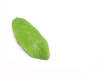 Fresh Green Leaf Resting on Plain White Surface