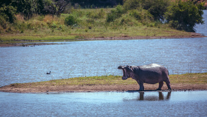 Hippopotamus in standing and yawning in island in middle of river in Kruger National park, South...
