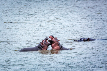 Two young Hippopotamus playing face to face in water in Kruger National park, South Africa ; Specie...