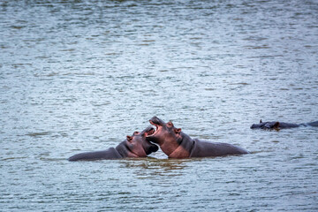 Two young Hippopotamus playing face to face in water in Kruger National park, South Africa ; Specie...