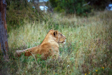 African lioness lying down in green grass in Kruger National park, South Africa ; Specie Panthera...
