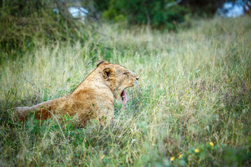 African lioness,lying and yawning in green grass in Kruger National park, South Africa ; Specie...