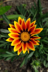 Gazania linearis
