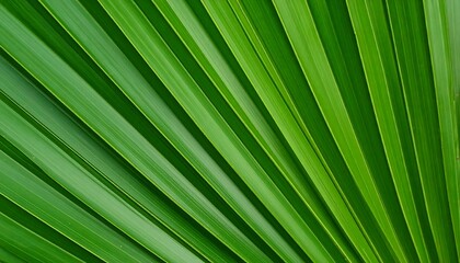 Obraz premium Closeup of vibrant green palm leaf with detailed lines with nature background.