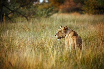 African lioness standing in alert in dry savannah in Kruger National park, South Africa ; Specie...