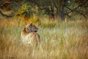 African lioness standing in alert in dry savannah in Kruger National park, South Africa ; Specie...
