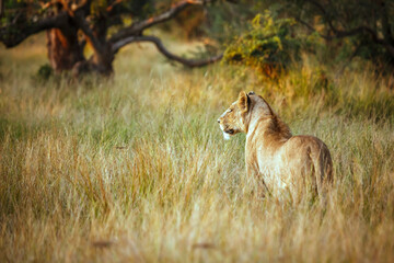 African lioness standing in alert in dry savannah in Kruger National park, South Africa ; Specie...
