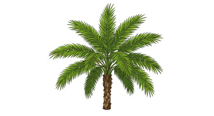 Tropical palm tree vector illustration: summer nature design in detailed style