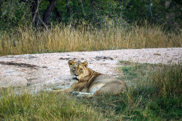 African lioness lying down along sand dune in Greater Kruger National park, South Africa ; Specie...