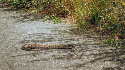 Puff adder crossing safari road in Greater Kruger National park, South Africa; specie Bitis...