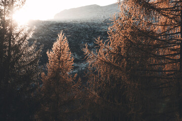 golden hour in the swiss forest with foliage on a november day
