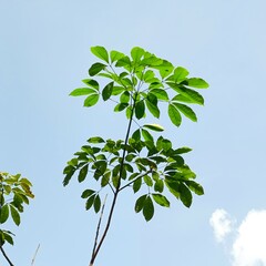 green leaves on blue sky background