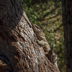 Rock monitor on tree trunk in Greater Kruger National park, South Africa ; Specie Varanus...