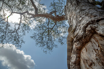 Rock monitor on tree trunk in Greater Kruger National park, South Africa ; Specie Varanus...