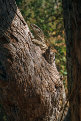 Rock monitor on tree trunk in Greater Kruger National park, South Africa ; Specie Varanus albigularis family of Varanidae