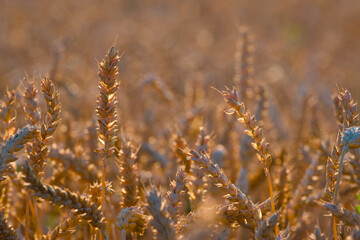 Fototapeta premium close-up of a ripe ear of wheat captured during the golden hour, bathed in soft, warm sunlight 