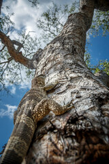 Rock monitor on tree trunk in Greater Kruger National park, South Africa ; Specie Varanus albigularis family of Varanidae