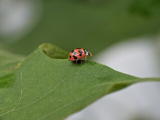 Fototapeta premium Epilachna borealis perched on a leaf
