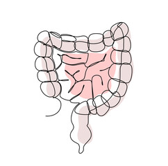 Intestine on a white background. Human organ in Line art style. Vector.