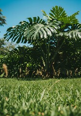 A vibrant Monstera plant with large green leaves stands prominently against a clear blue sky, surrounded by lush green grass.