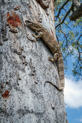 Rock monitor on tree trunk in Greater Kruger National park, South Africa ; Specie Varanus albigularis family of Varanidae
