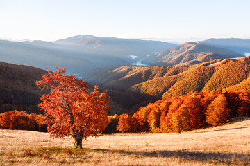Solitary beech tree glows in warm sunset above autumn woods in mountainous terrain. Scenic...