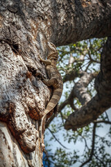 Rock monitor on tree trunk in Greater Kruger National park, South Africa ; Specie Varanus...