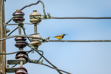 Olive-backed Sunbird (Cinnyris jugularis) or Ornate Sunbird (Cinnyris ornatus) perched on a power...
