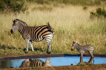 Plains zebra female with tiny cub at waterhole in Kruger National park, South Africa ; Specie Equus...