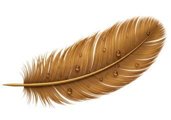Isolated Detailed Feather Water Droplets Plume Delicacy