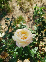 Single Creamy Yellow Rose Blooming in a Summer Garden