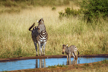 Plains zebra female with tiny cub at waterhole in Kruger National park, South Africa ; Specie Equus...