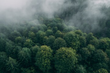 Fototapeta premium Aerial view of dense forest in fog