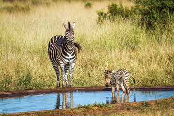 Plains zebra female with tiny cub at waterhole in Kruger National park, South Africa ; Specie Equus...
