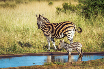 Plains zebra female with tiny cub at waterhole in Kruger National park, South Africa ; Specie Equus...