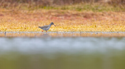 Redshank hunts for food in the water pond. Bird looking for food.