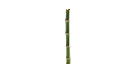 green bamboo stick isolated on transparent background
