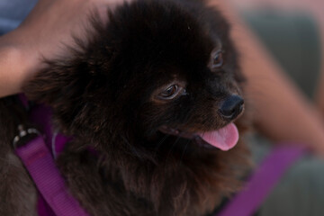 Perrito Pomeranian negro en la calle