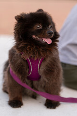 Perrito Pomeranian negro en la calle