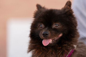 Perrito Pomeranian negro en la calle