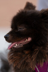 Perrito Pomeranian negro en la calle