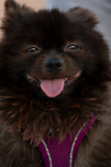Perrito Pomeranian negro en la calle