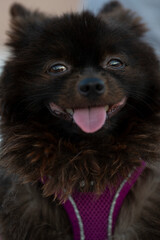 Perrito Pomeranian negro en la calle