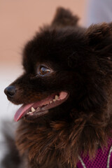 Perrito Pomeranian negro en la calle