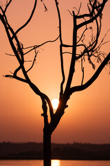 Silueta de un árbol pelado al atardecer