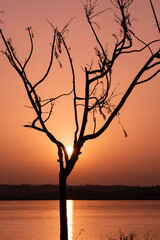 Silueta de un árbol pelado al atardecer