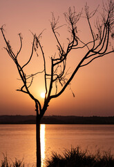 Silueta de un árbol pelado al atardecer